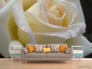 Фотообои белая роза с каплями - 1