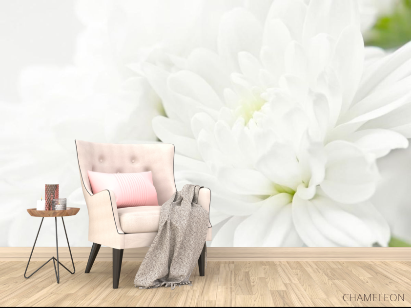 Фотообои Белые хризантемы - 4