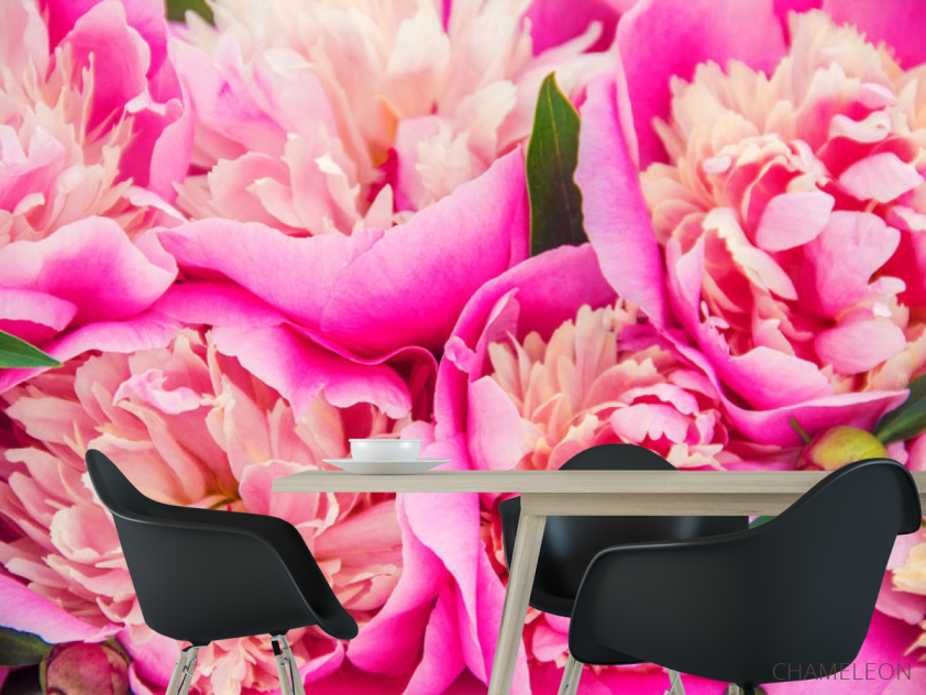 Фотошпалери Яскраво рожеві півонії - 1