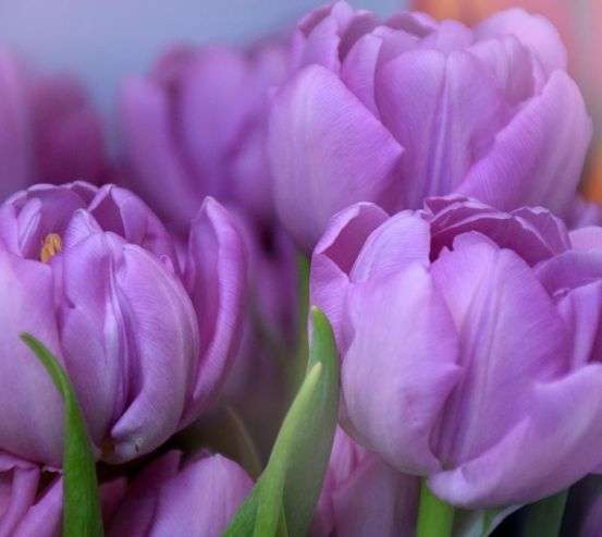 Фотообои фиолетовый тюльпан Фотообои фиолетовый тюльпан 21188