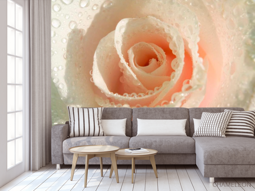 Фотообои Кремовая роза и роса - 3