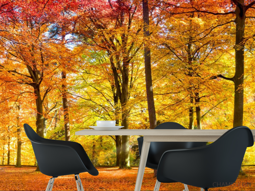 Фотошпалери Осінній ліс - 1