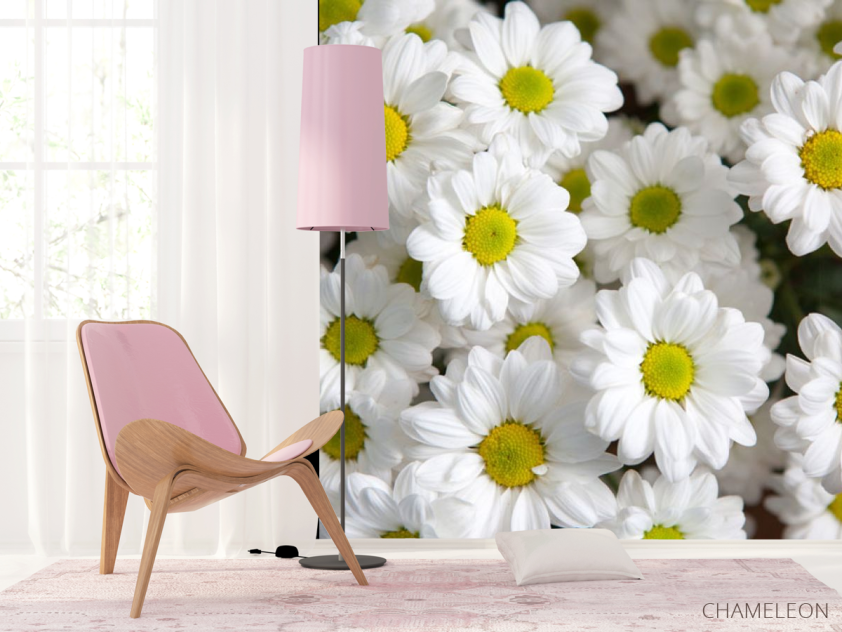 Фотошпалери Ромашки білі - 4