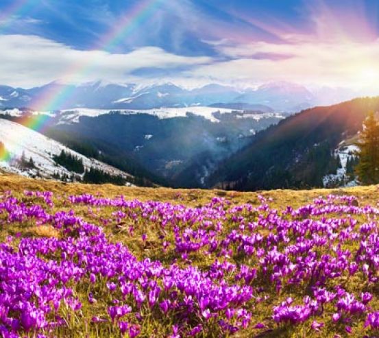 Фотообои поляна с сиреневыми цветами в горах 21009