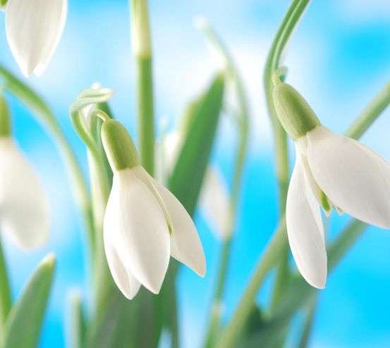 Фотообои подснежники Фотообои подснежники 20289