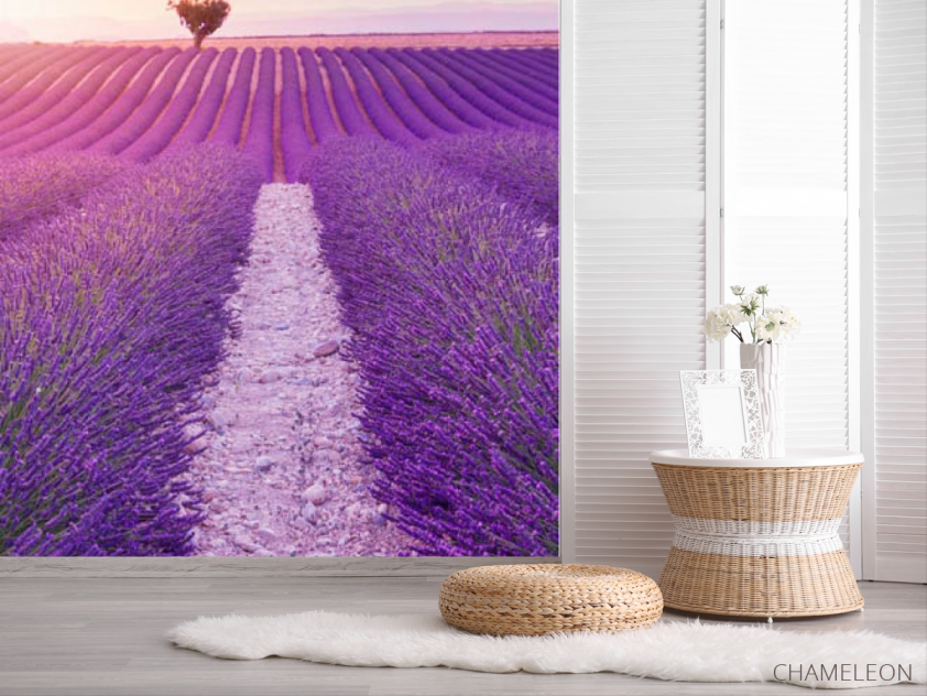Фотошпалери лавандове поле - 2