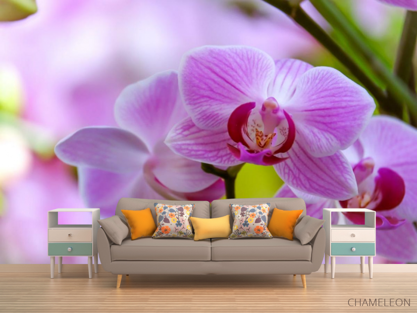 Фотообои орхидеи с листиком - 1