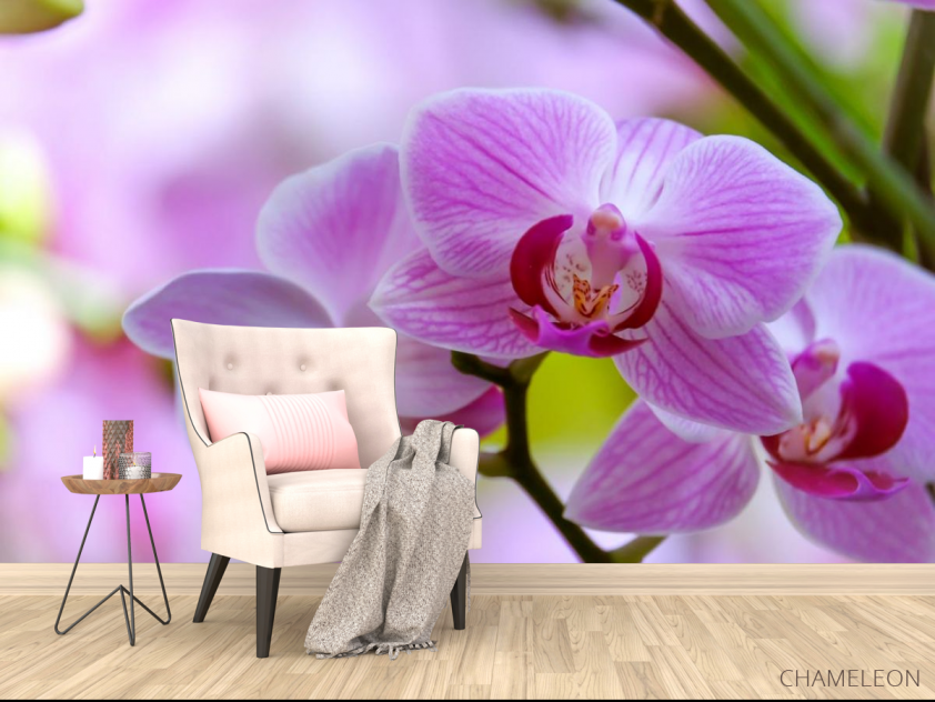 Фотообои орхидеи с листиком - 4