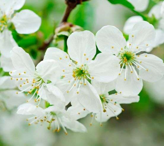 Фотообои Черешня цветет Фотообои Черешня цветет 10188