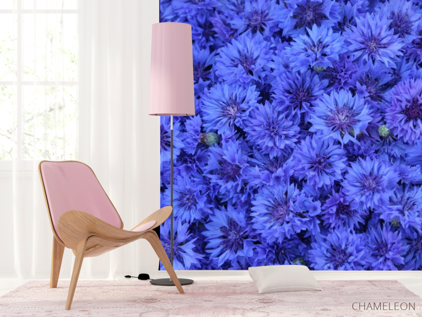 Фотошпалери синій Остеоспермум - 4