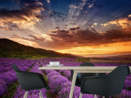 Фотошпалери захід сонця над полем бузковим - 1