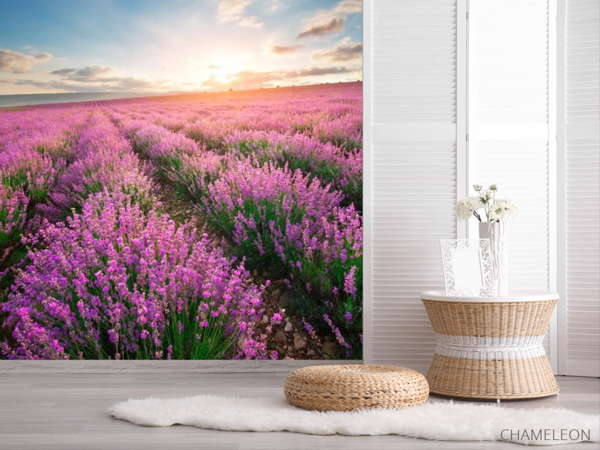 Фотошпалери Лавандове поле - 2