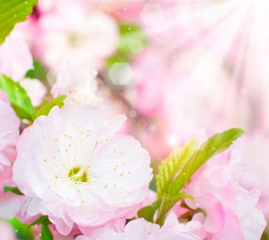 Фотообои Цветки шиповника распустились Фотообои Цветки шиповника распустились 11272