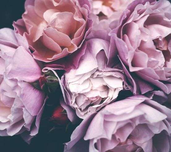 Фотообои Розовые розы Фотообои Розовые розы 33134