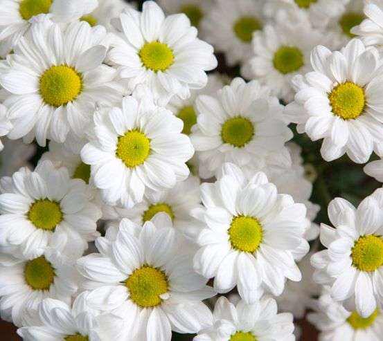 Фотошпалери Ромашки білі 22813