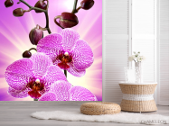 Фотошпалери леопардова орхідея з сяйвом - 2