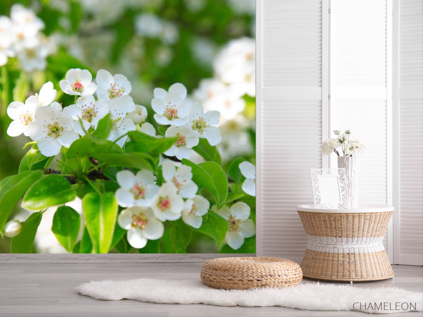 Фотошпалери білі весняні квіточки - 2