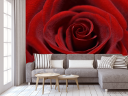 Фотообои красная бархатная роза - 3