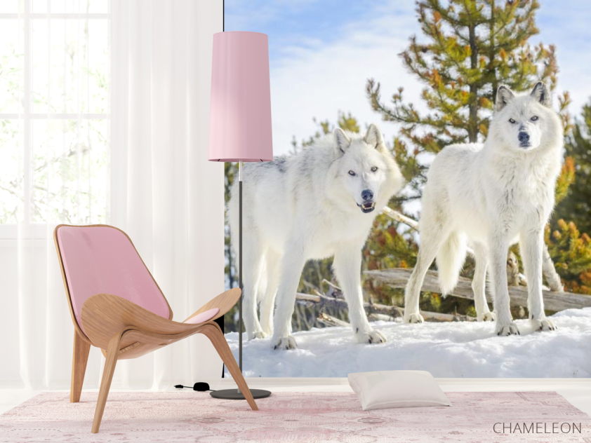 Фотошпалери два білих вовка на снігу - 4