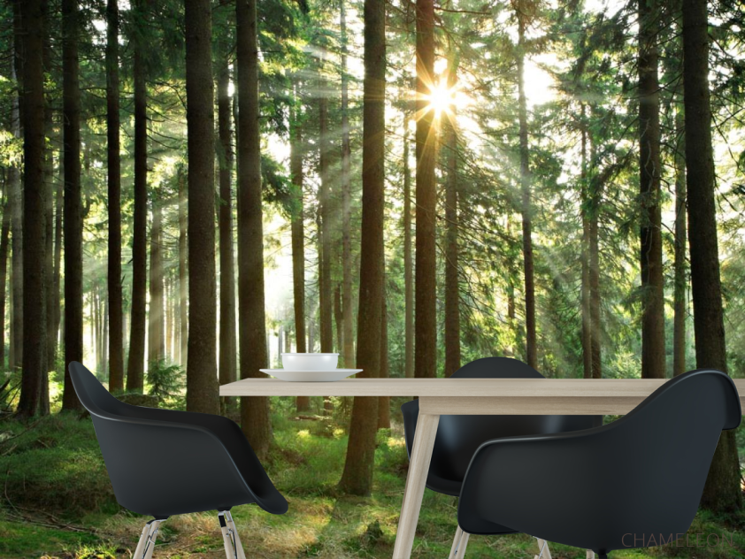 Фотошпалери ліс зі стрункими деревами - 1