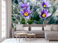 Фотообои Фиалки - 3