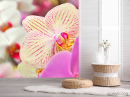 Фотошпалери Орхідеї в цяточку - 2