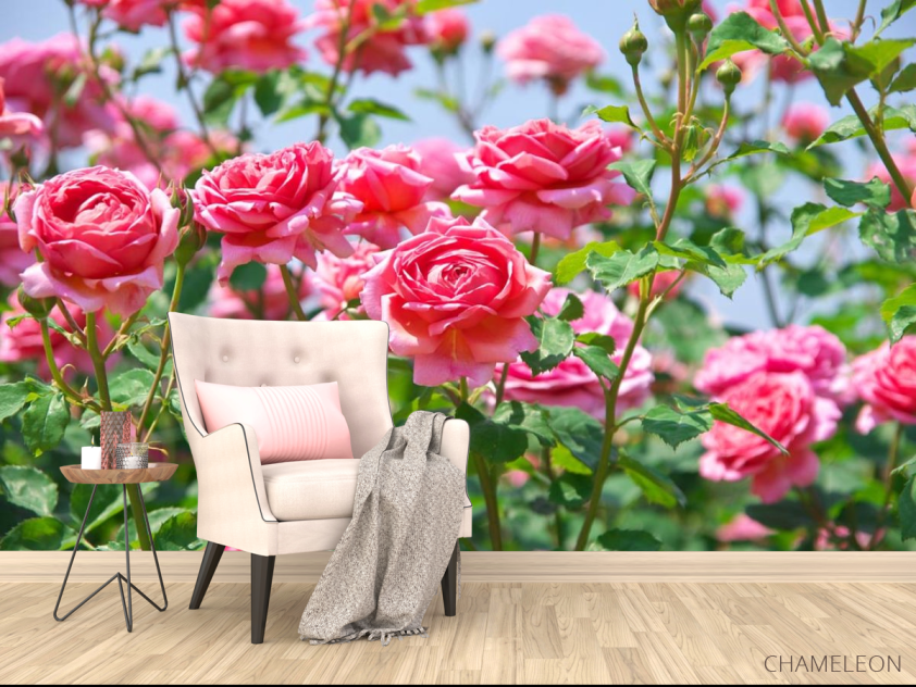 Фотообои кустарники роз - 4
