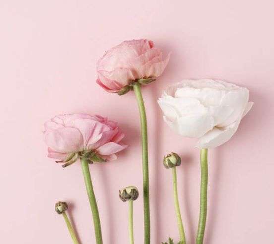 Фотошпалери Мінімалістичні рунункюлюсы Фотошпалери Мінімалістичні рунункюлюсы 30163