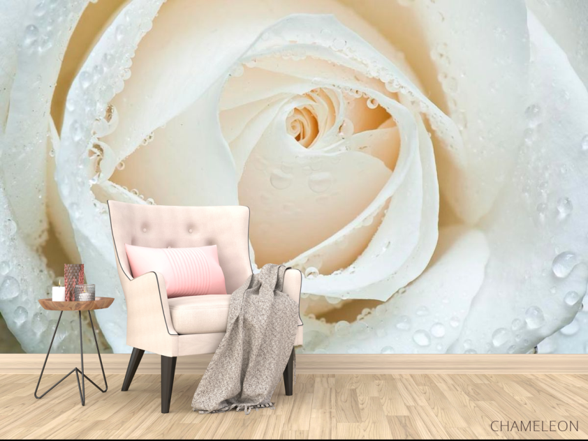 Фотообои Белая роза макро-съемка - 4