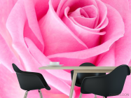 Фотошпалери Макро-зйомка рожевої троянди - 1