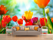 Фотообои Тюльпаны разноцветные - 1