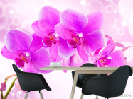 Фотошпалери Орхідеї - 1