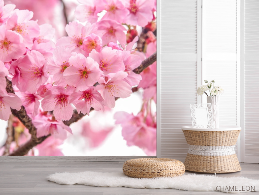Фотошпалери дві гілки сакури - 2