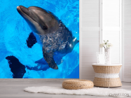Фотошпалери Жвавий дельфін - 2