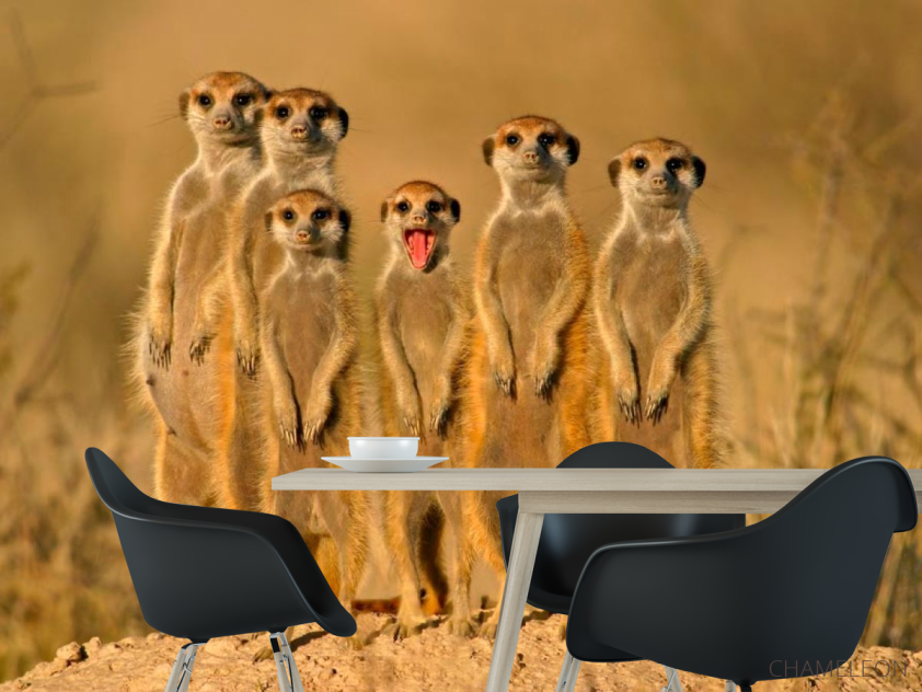 Фотошпалери Сурікати - 1