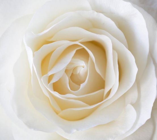 Фотообои белая роза 21063