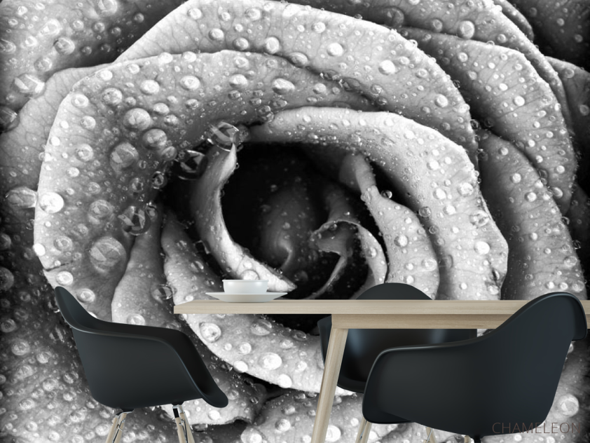 Фотообои Че6рно-белая роза - 1