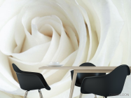 Фотошпалери Біла троянда - 1