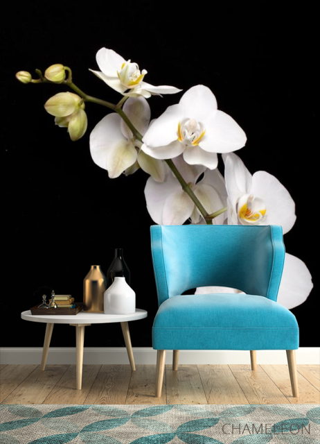 Фотообои веточка белой орхидеи на черном фоне - 4