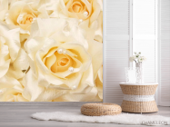 Фотошпалери Троянди кремового відтінку - 2