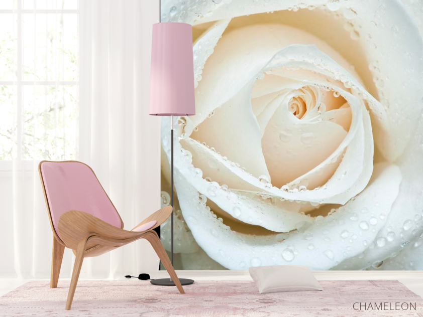 Фотошпалери Біла троянда макро-зйомка - 4