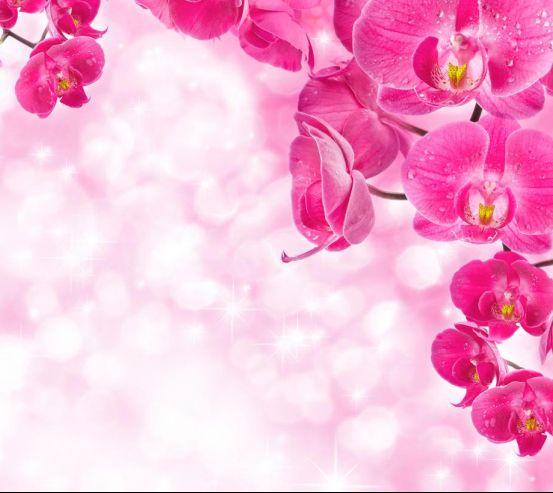 Фотошпалери Рожеві орхідеї і вода 10296