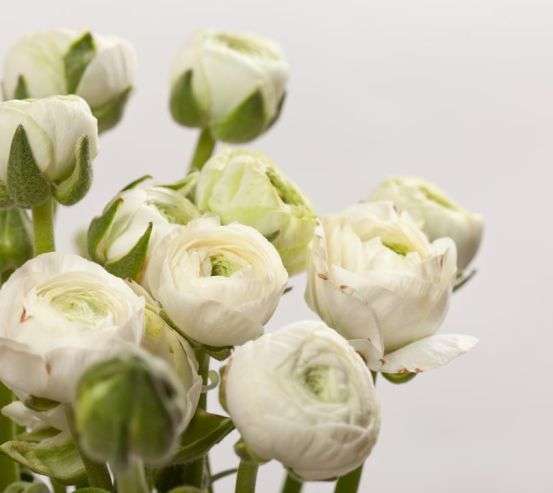 Фотообои белые круглые цветы Фотообои белые круглые цветы 20454