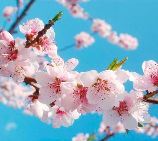 Фотообои Цветы персика 5590