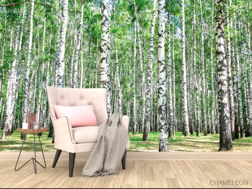 Фотообои Лес, березы - 4