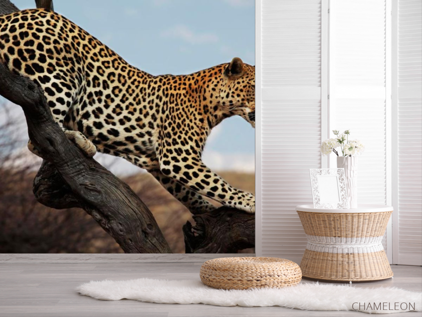 Фотошпалери Полює гепард - 2