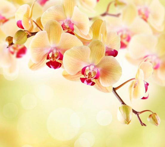 Фотообои Орхидея кремовая 5299