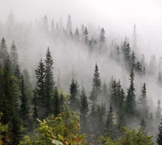 Фотошпалери Туманний ліс 30136