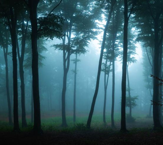 Фотошпалери туманний ліс 20350