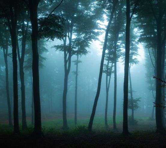 Фотошпалери ліс, туман Фотошпалери ліс, туман 27511